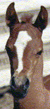 077.gif