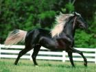 40-1600x1200-horse.jpg