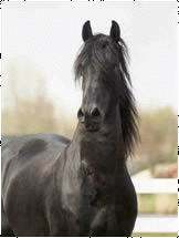 434912.gif